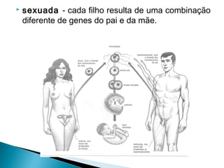 

sexuada - cada filho resulta de uma combinação
diferente de genes do pai e da mãe.

 