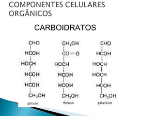 CARBOIDRATOS

 
