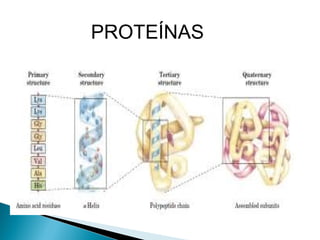 PROTEÍNAS

 