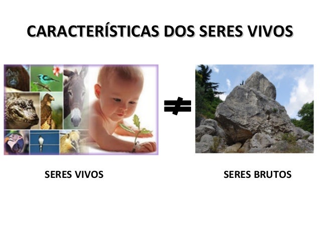 Características dos seres vivos meio ambiente