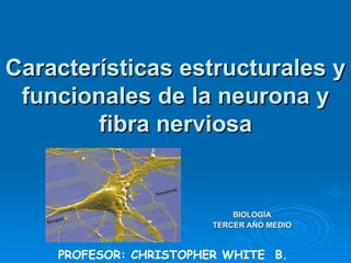 Características estructurales y funcionales de la neurona y fibra nerviosa BIOLOGÍA TERCER AÑO MEDIO PROFESOR: CHRISTOPHER WHITE  B. 