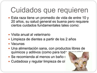 Cuidados que requieren
 Esta raza tiene un promedio de vida de entre 10 y
20 años, su salud general es buena pero requiere
ciertos cuidados fundamentales tales como:
 Visita anual al veterinario
 Limpieza de dientes a partir de los 2 años
 Vacunas
 Una alimentación sana, con productos libres de
químicos y aditivos (como para toda mascota)
 Se recomienda al menos un baño semanal
 Cuidadosa y regular limpieza de oídos.
 
