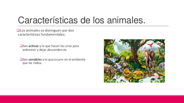 Características generales y clasificación de los animales.