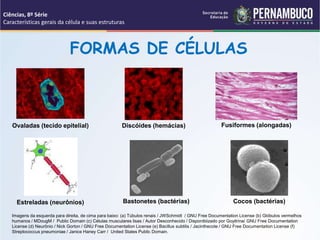 Características gerais da célula e suas estruturas.ppt