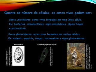 Quanto ao número de células, os seres vivos podem ser:
Seres unicelulares: seres vivos formados por uma única célula.
Ex: bactérias, cianobactérias, algas unicelulares, alguns fungos
e protozoários.
Seres pluricelulares: seres vivos formados por muitas células.
Ex: animais, vegetais, fungos, protozoários e algas pluricelulares.
Imagem:
Balantidium
coli
-
trofozoite
e
cisto
/
Autor
Desconhecido
/
Disponibilizado
por
Filip
em
/
Public
Domain.
Imagem:
Euglena
/
Shazz
/
GNU
Free
Documentation
License.
Protozoário Euglena (alga unicelular)
Imagem:
Uma
onça
pintada
no
Milwaukee
County
Zoological
Gardens,
em
Wisconsin
/
Cburnett
/
GNU
Free
Documentation
License.
 