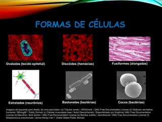 FORMAS DE CÉLULAS
Fusiformes (alongadas)
Bastonetes (bactérias) Cocos (bactérias)
Discóides (hemácias)
Estreladas (neurônios)
Ovaladas (tecido epitelial)
Imagens da esquerda para direita, de cima para baixo: (a) Túbulos renais / JWSchmidt / GNU Free Documentation License (b) Glóbulos vermelhos
humanos / MDougM / Public Domain (c) Células musculares lisas / Autor Desconhecido / Disponibiizado por Goyitrina/ GNU Free Documentation
License (d) Neurônio / Nick Gorton / GNU Free Documentation License (e) Bacillus subtilis / Jacinthecote / GNU Free Documentation License (f)
Streptococcus pneumoniae / Janice Haney Carr / United States Public Domain.
 