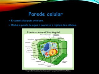➢ É constituída pela celulose.
➢ Reduz a perda de água e promove a rigidez das células.
Parede celular
Imagem: Estrutura de uma célula vegetal / LadyofHats / Domínio Público.
 