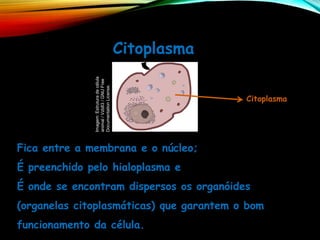 Fica entre a membrana e o núcleo;
É preenchido pelo hialoplasma e
É onde se encontram dispersos os organóides
(organelas citoplasmáticas) que garantem o bom
funcionamento da célula.
Citoplasma
Citoplasma
Citoplasma
Imagem:
Estrutura
de
célula
animal
/
Vzb83
/
GNU
Free
Documentation
License.
 
