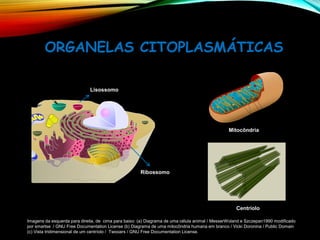 ORGANELAS CITOPLASMÁTICAS
Centríolo
Lisossomo
Ribossomo
Mitocôndria
Imagens da esquerda para direita, de cima para baixo: (a) Diagrama de uma célula animal / MesserWoland e Szczepan1990 modificado
por smartse / GNU Free Documentation License (b) Diagrama de uma mitocôndria humana em branco / Vicki Doronina / Public Domain
(c) Vista tridimensional de um centríolo / Twooars / GNU Free Documentation License.
 