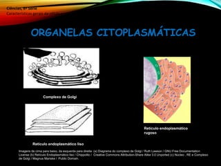 ORGANELAS CITOPLASMÁTICAS
Ciências, 8º Série
Características gerais da célula e suas estruturas
Retículo endoplasmático
rugoso
Retículo endoplasmático liso
Complexo de Golgi
Imagens de cima para baixo, da esquerda para direita: (a) Diagrama do complexo de Golgi / Ruth Lawson / GNU Free Documentation
License (b) Retículo Endoplasmático liso / Chippolito / Creative Commons Attribution-Share Alike 3.0 Unported (c) Núcleo , RE e Complexo
de Golgi / Magnus Manske / Public Domain.
 