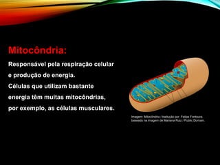 Mitocôndria:
Responsável pela respiração celular
e produção de energia.
Células que utilizam bastante
energia têm muitas mitocôndrias,
por exemplo, as células musculares.
Imagem: Mitocôndria / tradução por Felipe Fontoura,
baseado na imagem de Mariana Ruiz / Public Domain.
 