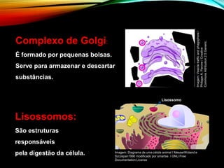 Complexo de Golgi:
É formado por pequenas bolsas.
Serve para armazenar e descartar
substâncias.
Lisossomos:
São estruturas
responsáveis
pela digestão da célula.
Lisossomo
Imagem: Diagrama de uma célula animal / MesserWoland e
Szczepan1990 modificado por smartse / GNU Free
Documentation License
Imagem:
Vesicle
traffic
and
phagophore
/
Philippe
A.
Parone
/
Creative
Commons
Attribution
2.5
Generic.
 