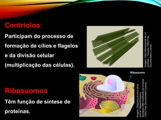 Centríolos:
Participam do processo de
formação de cílios e flagelos
e da divisão celular
(multiplicação das células).
Ribossomos
Têm função de síntese de
proteínas.
Ribossomo
Imagem:
Diagrama
de
uma
célula
animal
/
MesserWoland
e
Szczepan1990
modificado
por
smartse
/
GNU
Free
Documentation
License
Imagem:
Vista
tridimensional
de
um
centríolo
/
Twooars
/
GNU
Free
Documentation
License.
 