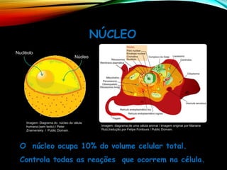 O núcleo ocupa 10% do volume celular total.
Controla todas as reações que ocorrem na célula.
NÚCLEO
Núcleo
Nucléolo
Imagem: Diagrama do núcleo da célula
humana (sem texto) / Peter
Znamenskiy / Public Domain.
Imagem: diagrama de uma célula animal / Imagem original por Mariana
Ruiz,tradução por Felipe Fontoura / Public Domain.
 