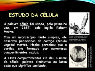 A palavra célula foi usada, pela primeira
vez, em 1667, pelo inglês Robert
Hooke.
Com um microscópio muito simples, ele
observou pedacinhos de cortiça (tecido
vegetal morto). Hooke percebeu que a
cortiça era formada por numerosos
compartimentos vazios.
A esses compartimentos ele deu o nome
de célula, palavra diminutiva do latim
cella que significa cavidade.
ESTUDO DA CÉLULA
Imagem: Microscópiode Robert
Hooke / Autor Desconhecido /
Disponibilizado por Maksim /
United States Public Domain.
Imagem:
Suber
cells
and
mimosa
leaves,
Micrographia,
1665
/
Robert
Hooke
/
United
States
Public
Domain.
 