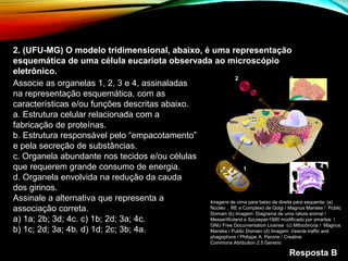 2. (UFU-MG) O modelo tridimensional, abaixo, é uma representação
esquemática de uma célula eucariota observada ao microscópio
eletrônico.
Associe as organelas 1, 2, 3 e 4, assinaladas
na representação esquemática, com as
características e/ou funções descritas abaixo.
a. Estrutura celular relacionada com a
fabricação de proteínas.
b. Estrutura responsável pelo “empacotamento”
e pela secreção de substâncias.
c. Organela abundante nos tecidos e/ou células
que requerem grande consumo de energia.
d. Organela envolvida na redução da cauda
dos girinos.
Assinale a alternativa que representa a
associação correta.
a) 1a; 2b; 3d; 4c. c) 1b; 2d; 3a; 4c.
b) 1c; 2d; 3a; 4b. d) 1d; 2c; 3b; 4a.
Resposta B
1
2 3
4
Imagens de cima para baixo da direita para esquerda: (a)
Núcleo , RE e Complexo de Golgi / Magnus Manske / Public
Domain (b) Imagem: Diagrama de uma célula animal /
MesserWoland e Szczepan1990 modificado por smartse /
GNU Free Documentation License (c) Mitocôncria / Magnus
Manske / Public Domain (d) Imagem: Vesicle traffic and
phagophore / Philippe A. Parone / Creative
Commons Attribution 2.5 Generic
 