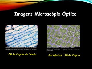 Imagens Microscópio Óptico
Célula Vegetal da Cebola Cloroplastos – Célula Vegetal
Imagem: Fotografia microscópica de células da cebola /
kaibara87 / Creative Commons Attribution 2.0 Generic.
Imagem: Cloroplastos / Thomas Dreps / Creative
Commons - Atribuição - Partilha nos Mesmos Termos 2.0
Alemanha.
 