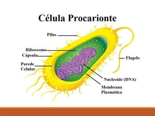 Ciências, 8º Série
Características gerais da célula e suas estruturas
 
