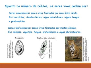 Quanto ao número de células, os seres vivos podem ser:
Seres unicelulares: seres vivos formados por uma única célula.
Ex: bactérias, cianobactérias, algas unicelulares, alguns fungos
e protozoários.
Seres pluricelulares: seres vivos formados por muitas células.
Ex: animais, vegetais, fungos, protozoários e algas pluricelulares.
Imagem:
Balantidium
coli
-
trofozoite
e
cisto
/
Autor
Desconhecido
/
Disponibilizado
por
Filip
em
/
Public
Domain.
Imagem:
Euglena
/
Shazz
/
GNU
Free
Documentation
License.
Protozoário Euglena (alga unicelular)
Imagem:
Uma
onça
pintada
no
Milwaukee
County
Zoological
Gardens,
em
Wisconsin
/
Cburnett
/
GNU
Free
Documentation
License.
 