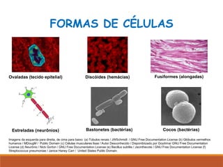 FORMAS DE CÉLULAS
Fusiformes (alongadas)
Bastonetes (bactérias) Cocos (bactérias)
Discóides (hemácias)
Estreladas (neurônios)
Ovaladas (tecido epitelial)
Imagens da esquerda para direita, de cima para baixo: (a) Túbulos renais / JWSchmidt / GNU Free Documentation License (b) Glóbulos vermelhos
humanos / MDougM / Public Domain (c) Células musculares lisas / Autor Desconhecido / Disponibiizado por Goyitrina/ GNU Free Documentation
License (d) Neurônio / Nick Gorton / GNU Free Documentation License (e) Bacillus subtilis / Jacinthecote / GNU Free Documentation License (f)
Streptococcus pneumoniae / Janice Haney Carr / United States Public Domain.
 