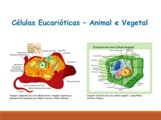 Células Eucarióticas – Animal e Vegetal
Imagem: diagrama de uma célula animal / Imagem original por
Mariana Ruiz,tradução por Felipe Fontoura / Public Domain.
Imagem: Estrutura de uma célula vegetal / LadyofHats /
Domínio Público.
 