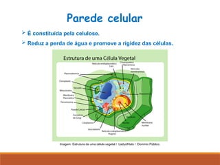  É constituída pela celulose.
 Reduz a perda de água e promove a rigidez das células.
Parede celular
Imagem: Estrutura de uma célula vegetal / LadyofHats / Domínio Público.
 