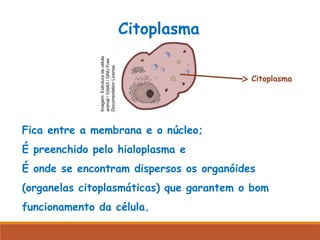 Fica entre a membrana e o núcleo;
É preenchido pelo hialoplasma e
É onde se encontram dispersos os organóides
(organelas citoplasmáticas) que garantem o bom
funcionamento da célula.
Citoplasma
Citoplasma
Citoplasma
Imagem:
Estrutura
de
célula
animal
/
Vzb83
/
GNU
Free
Documentation
License.
 