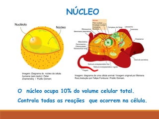 O núcleo ocupa 10% do volume celular total.
Controla todas as reações que ocorrem na célula.
NÚCLEO
Núcleo
Nucléolo
Imagem: Diagrama do núcleo da célula
humana (sem texto) / Peter
Znamenskiy / Public Domain.
Imagem: diagrama de uma célula animal / Imagem original por Mariana
Ruiz,tradução por Felipe Fontoura / Public Domain.
 