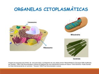 ORGANELAS CITOPLASMÁTICAS
Centríolo
Lisossomo
Ribossomo
Mitocôndria
Imagens da esquerda para direita, de cima para baixo: (a) Diagrama de uma célula animal / MesserWoland e Szczepan1990 modificado
por smartse / GNU Free Documentation License (b) Diagrama de uma mitocôndria humana em branco / Vicki Doronina / Public Domain
(c) Vista tridimensional de um centríolo / Twooars / GNU Free Documentation License.
 
