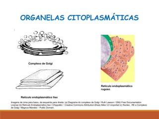 ORGANELAS CITOPLASMÁTICAS
Retículo endoplasmático
rugoso
Retículo endoplasmático liso
Complexo de Golgi
Imagens de cima para baixo, da esquerda para direita: (a) Diagrama do complexo de Golgi / Ruth Lawson / GNU Free Documentation
License (b) Retículo Endoplasmático liso / Chippolito / Creative Commons Attribution-Share Alike 3.0 Unported (c) Núcleo , RE e Complexo
de Golgi / Magnus Manske / Public Domain.
 