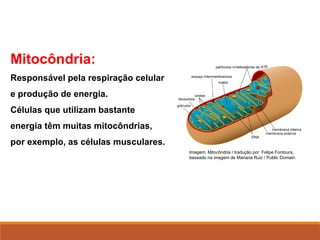 Mitocôndria:
Responsável pela respiração celular
e produção de energia.
Células que utilizam bastante
energia têm muitas mitocôndrias,
por exemplo, as células musculares.
Imagem: Mitocôndria / tradução por Felipe Fontoura,
baseado na imagem de Mariana Ruiz / Public Domain.
 