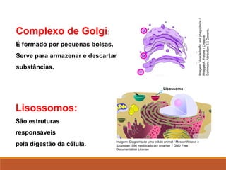 Complexo de Golgi:
É formado por pequenas bolsas.
Serve para armazenar e descartar
substâncias.
Lisossomos:
São estruturas
responsáveis
pela digestão da célula.
Lisossomo
Imagem: Diagrama de uma célula animal / MesserWoland e
Szczepan1990 modificado por smartse / GNU Free
Documentation License
Imagem:
Vesicle
traffic
and
phagophore
/
Philippe
A.
Parone
/
Creative
Commons
Attribution
2.5
Generic.
 