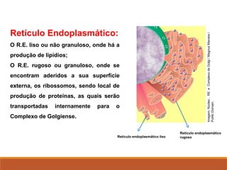 Retículo Endoplasmático:
O R.E. liso ou não granuloso, onde há a
produção de lipídios;
O R.E. rugoso ou granuloso, onde se
encontram aderidos a sua superfície
externa, os ribossomos, sendo local de
produção de proteínas, as quais serão
transportadas internamente para o
Complexo de Golgiense.
Retículo endoplasmático liso
Retículo endoplasmático
rugoso
Imagem:
Núcleo
,
RE
e
Complexo
de
Golgi
/
Magnus
Manske
/
Public
Domain.
 