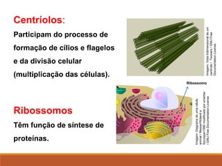 Centríolos:
Participam do processo de
formação de cílios e flagelos
e da divisão celular
(multiplicação das células).
Ribossomos
Têm função de síntese de
proteínas.
Ribossomo
Imagem:
Diagrama
de
uma
célula
animal
/
MesserWoland
e
Szczepan1990
modificado
por
smartse
/
GNU
Free
Documentation
License
Imagem:
Vista
tridimensional
de
um
centríolo
/
Twooars
/
GNU
Free
Documentation
License.
 