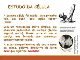 A palavra célula foi usada, pela primeira
vez, em 1667, pelo inglês Robert
Hooke.
Com um microscópio muito simples, ele
observou pedacinhos de cortiça (tecido
vegetal morto). Hooke percebeu que a
cortiça era formada por numerosos
compartimentos vazios.
A esses compartimentos ele deu o nome
de célula, palavra diminutiva do latim
cella que significa cavidade.
ESTUDO DA CÉLULA
Imagem: Microscópiode Robert
Hooke / Autor Desconhecido /
Disponibilizado por Maksim /
United States Public Domain.
Imagem:
Suber
cells
and
mimosa
leaves,
Micrographia,
1665
/
Robert
Hooke
/
United
States
Public
Domain.
 