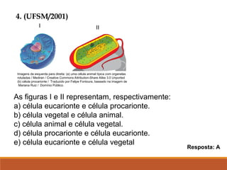 4. (UFSM/2001)
As figuras I e II representam, respectivamente:
a) célula eucarionte e célula procarionte.
b) célula vegetal e célula animal.
c) célula animal e célula vegetal.
d) célula procarionte e célula eucarionte.
e) célula eucarionte e célula vegetal
Resposta: A
Imagens da esquerda para direita: (a) uma célula animal típica com organelas
rotuladas / Mediran / Creative Commons Attribution-Share Alike 3.0 Unported
(b) célula procarionte / Traduzido por Felipe Fontoura, baseado na imagem de
Mariana Ruiz / Domínio Público.
I II
 