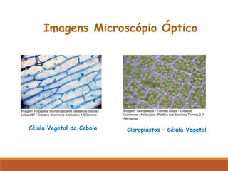 Imagens Microscópio Óptico
Célula Vegetal da Cebola Cloroplastos – Célula Vegetal
Imagem: Fotografia microscópica de células da cebola /
kaibara87 / Creative Commons Attribution 2.0 Generic.
Imagem: Cloroplastos / Thomas Dreps / Creative
Commons - Atribuição - Partilha nos Mesmos Termos 2.0
Alemanha.
 
