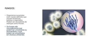 FUNGOS:
• Organismos eucariotos
(com núcleo definido) que
incluem leveduras,
bolores e cogumelos.
Podem ser causadores de
doenças como micose.
• Os fungos são
microrganismos que
podem ser unicelulares ou
pluricelulares, e que
podem ser encontrados
em diversos ambientes
 