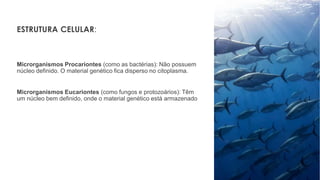 ESTRUTURA CELULAR:
Microrganismos Procariontes (como as bactérias): Não possuem
núcleo definido. O material genético fica disperso no citoplasma.
Microrganismos Eucariontes (como fungos e protozoários): Têm
um núcleo bem definido, onde o material genético está armazenado
 