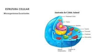 ESTRUTURA CELULAR:
Microrganismos Eucariontes
 