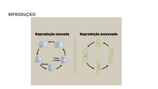 REPRODUÇÃO:
 