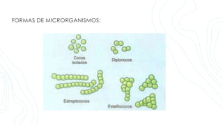 FORMAS DE MICRORGANISMOS:
 