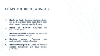 EXEMPLOS DE BACTÉRIAS BACILOS
1. Bacilo de Koch: Causador da tuberculose,
que pode provocar tosse seca, febre, falta
de ar, suores noturnos e perda de peso
2. Bacilo da Hansen: Causador da
hanseníase (lepra)
3. Bacillus anthracis: Causador do antraz e
usado como arma biológica
4. Bacillus cereus: Causador de
gastroenterite e outras infecções
5. Bacillus thuringiensis: Usado em milho e
algodão transgênico, por seus efeitos
pesticidas
 