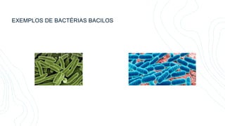 EXEMPLOS DE BACTÉRIAS BACILOS
 