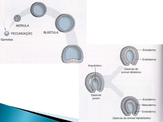  Só platelmintos são
acelomados.
 Só asquelmintos ou
nematódeos são
pseudocelomados.
 Todos os outros
filos são
celomad...