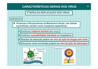 CARACTERÍSTICAS GERAIS DOS VÍRUSCARACTERÍSTICAS GERAIS DOS VÍRUS 1111
ADSORÇÃO
ETAPAS DA REPLICAÇÃO DOS VÍRUS:
Proteínas e Glicoproteínas da Membrana Celular, nas células
eucarióticas, servem como receptores específicos;
Conferem tropismo tecidual aos vírus;
Conferem suscetibilidade individual ao hospedeiro;
Fibras dos
Vértices
Espículas
Conferem suscetibilidade individual ao hospedeiro;
Reações da adsorção podem ser alvo da ação de drogas anti-virais;
Estruturas virais envolvidas podem ser alvo da ação de anticorpos;
 