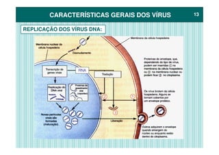 CARACTERÍSTICAS GERAIS DOS VÍRUSCARACTERÍSTICAS GERAIS DOS VÍRUS 1313
REPLICAÇÃO DOS VÍRUS DNA:
RNA
 