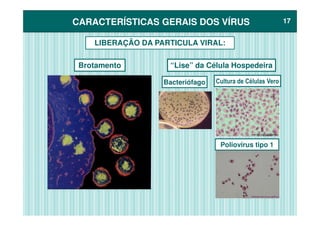 CARACTERÍSTICAS GERAIS DOS VÍRUSCARACTERÍSTICAS GERAIS DOS VÍRUS 1717
LIBERAÇÃO DA PARTICULA VIRAL:
Cultura de Células Vero
“Lise” da Célula Hospedeira
Bacteriófago
Brotamento
Poliovirus tipo 1
 