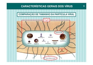 CARACTERÍSTICAS GERAIS DOS VÍRUSCARACTERÍSTICAS GERAIS DOS VÍRUS 33
COMPARAÇÃO DE TAMANHO DA PARTÍCULA VIRAL
3 µm
 