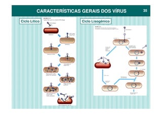 CARACTERÍSTICAS GERAIS DOS VÍRUSCARACTERÍSTICAS GERAIS DOS VÍRUS 3535
Ciclo Lítico Ciclo Lisogênico
 